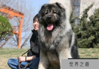 ​世界上体型最大的犬 高加索犬已有3000多年历史(高60厘米)