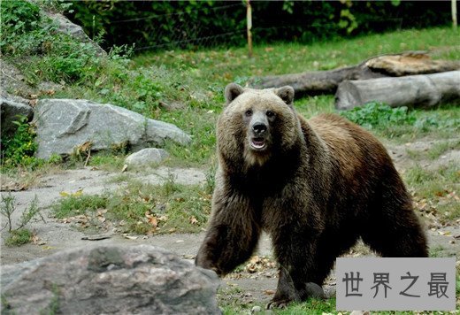 世界十大著名野生动物园，感受野性的呼唤