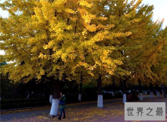 盘点寿命最长的十大植物 迄今为止地球上体型最长的植物