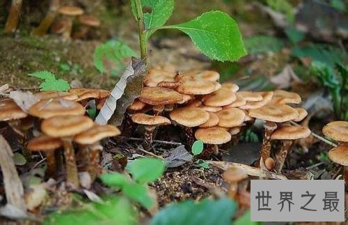 世界十大有毒食物，这些食物真的会吃死人！