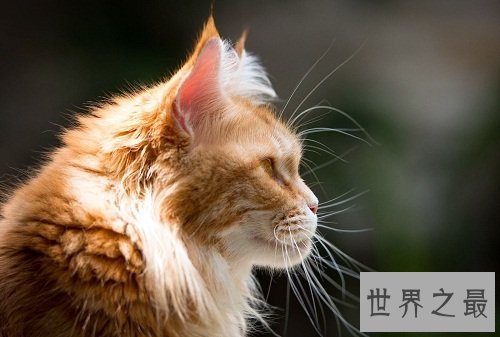 加菲猫价格如何？各位爱猫人士赶紧来围观吧！