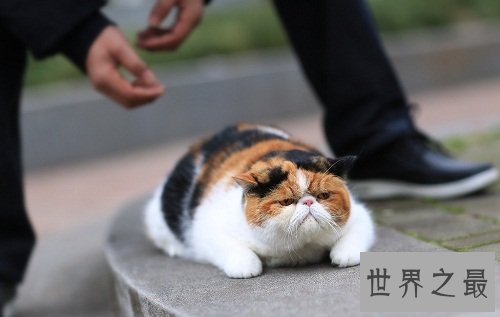 加菲猫价格如何？各位爱猫人士赶紧来围观吧！