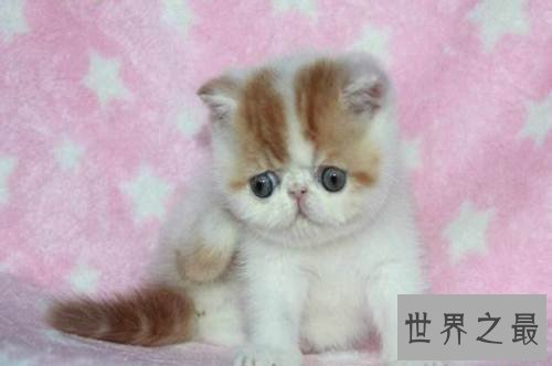 加菲猫跟波斯猫什么关系？谈谈加菲猫的由来！