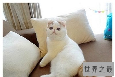 ​加菲猫跟波斯猫什么关系？谈谈加菲猫的由来！