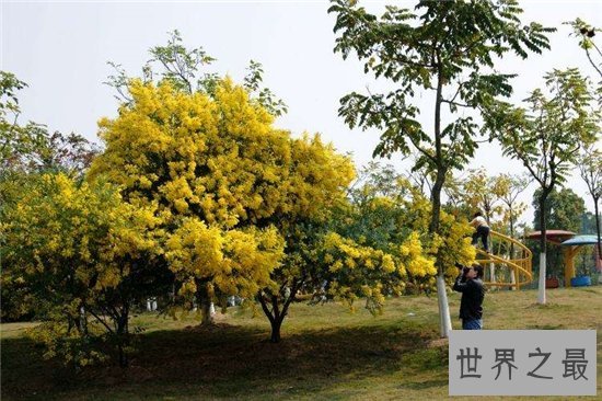 世界上生长速度最快的植物，最快的一天竟可以长10厘米！