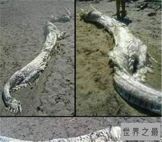 在1934年的营口坠龙事件发生经过 是否真的存在传说中的“龙”这一生物