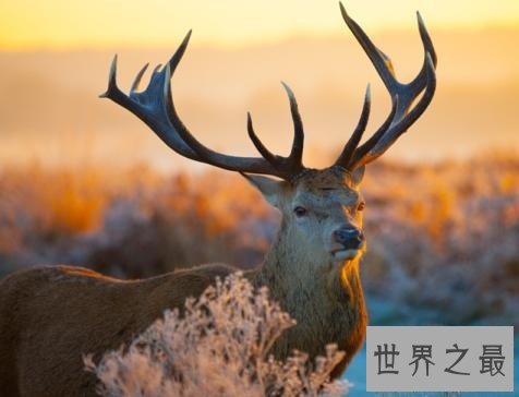 陆地上速度最快的十种动物，只有跑车能赶得上了！