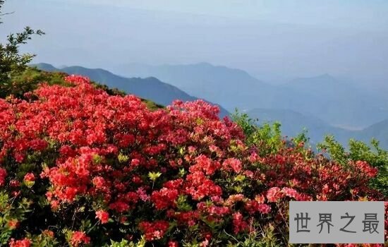 中国十大名花，不同季节欣赏不同的花。