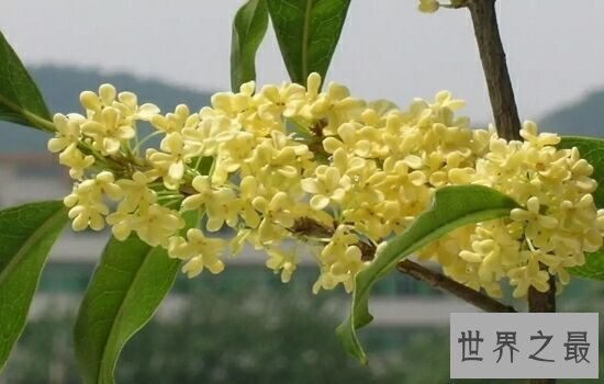 中国十大名花，不同季节欣赏不同的花。