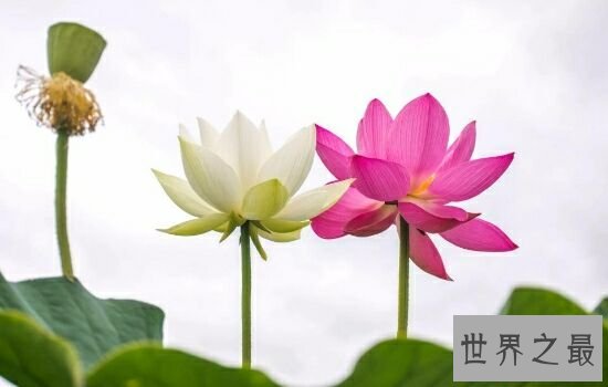 中国十大名花，不同季节欣赏不同的花。