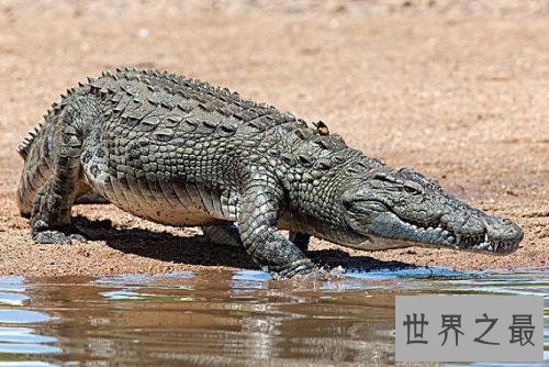 世界最大的鳄鱼排行榜，带你看两千公斤的庞然大物