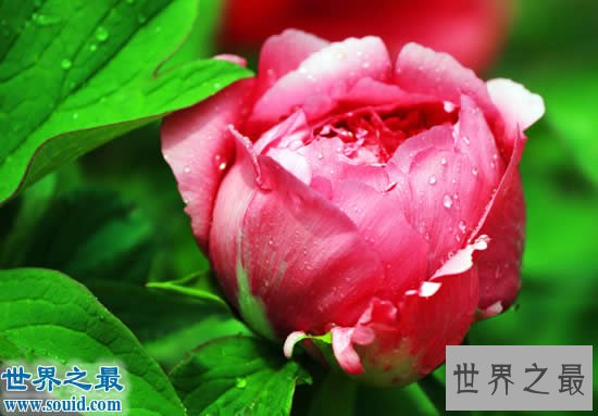 中国十大名花排名，花中之魁梅花第一(牡丹第二)