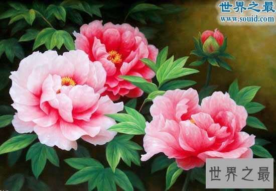 中国十大名花排名，花中之魁梅花第一(牡丹第二)