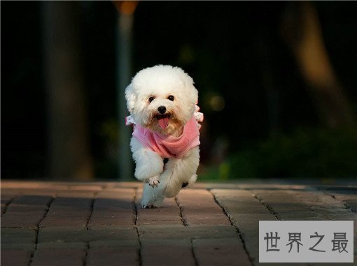 世界名犬排名，盘点世界十大名犬