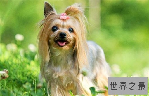 世界名犬排名，盘点世界十大名犬