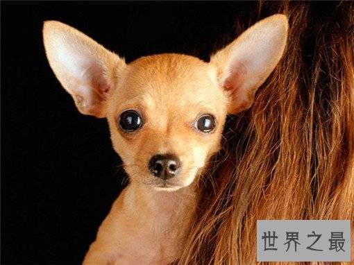 世界名犬排名，盘点世界十大名犬