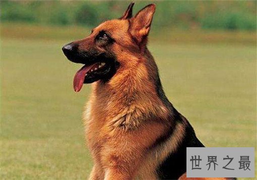 世界名犬排名，盘点世界十大名犬