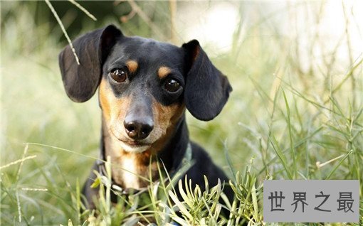 世界名犬排名，盘点世界十大名犬