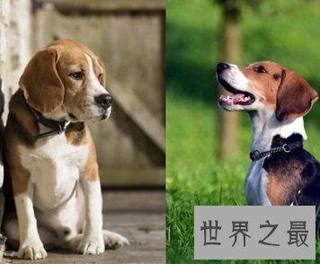 猎兔最多且对人类最友好的比格猎犬是什么样的