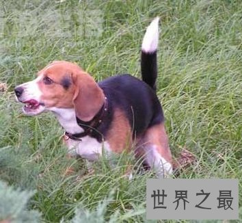 猎兔最多且对人类最友好的比格猎犬是什么样的