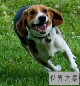 ​猎兔最多且对人类最友好的比格猎犬是什么样的