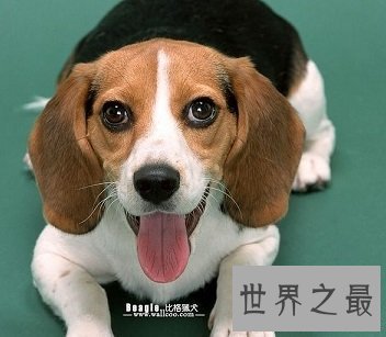 猎兔最多且对人类最友好的比格猎犬是什么样的