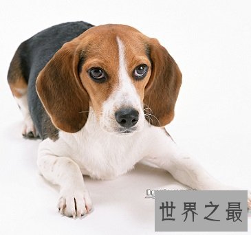 猎兔最多且对人类最友好的比格猎犬是什么样的