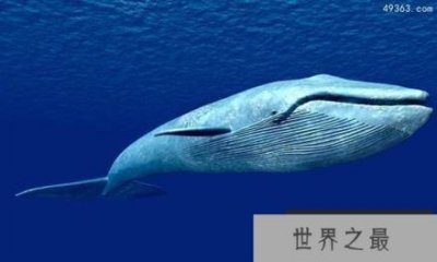 ​蓝鲸惨死漂浮海面可能被船撞死，蓝鲸要灭绝吗?