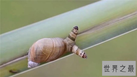 僵尸蜗牛真实存在，寄生虫控制了它们的大脑