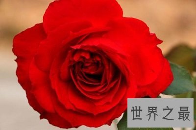 中国十大名花你认识几种？中国国花是什么呢？