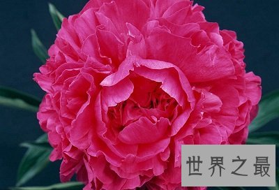 中国十大名花你认识几种？中国国花是什么呢？