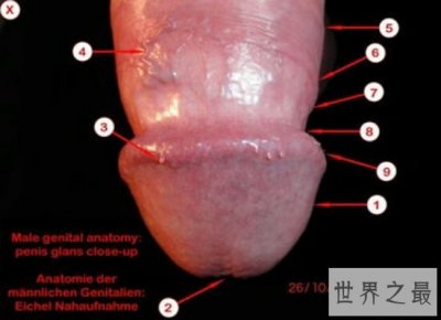 ​盘点成年男性生殖器的保养方法 让小弟弟分分钟硬起来 征服女人