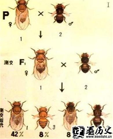 摩尔根果蝇实验图