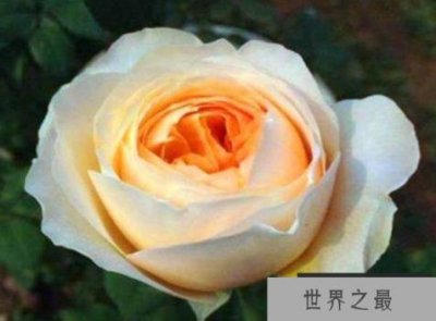 ​世界上最昂贵的10朵花是无价之宝