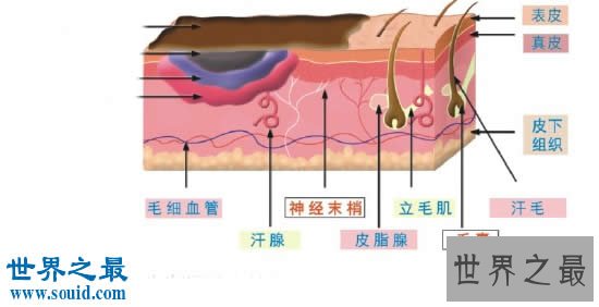 人类身体最没用的十大器官，男人乳头都是多余的