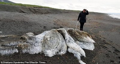 ​俄罗斯堪察加半岛暴风雨过后海滩上发现长毛“海怪”