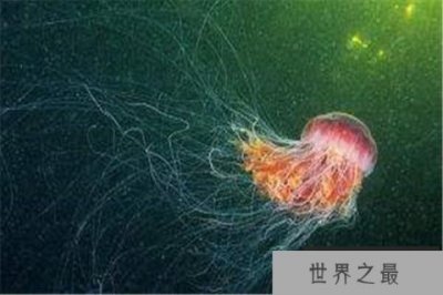 ​海洋10大巨型生物排行榜 狮鬃水母很长，最后一名攻击力超强