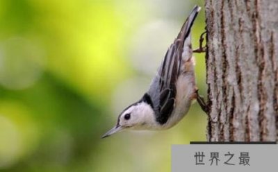 ​世界上唯一能头向下爬树的鸟——白胸鳾体长15.5厘米