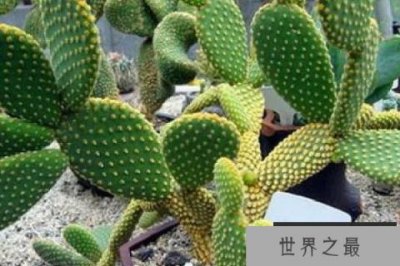 ​盘点四大最好养的植物：铜钱草上榜，仙人掌排榜首