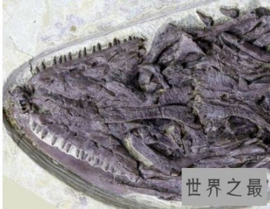 ​一亿年蜥蜴吃麻小，疑因贪吃被撑死