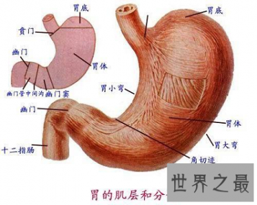 ​你得胆汁反流性胃炎了吗？最佳治疗方法告诉你