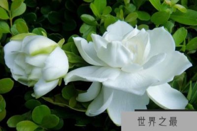 ​中国十大最香的花，兰花和茉莉花双双上榜