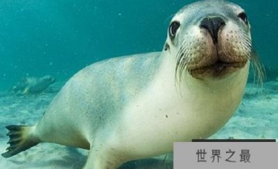 ​海狮和海豹的区别 海狮和海豹的七大区别