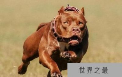 ​世界十大最凶猛的狗排行，比特犬与土佐斗犬位列其中