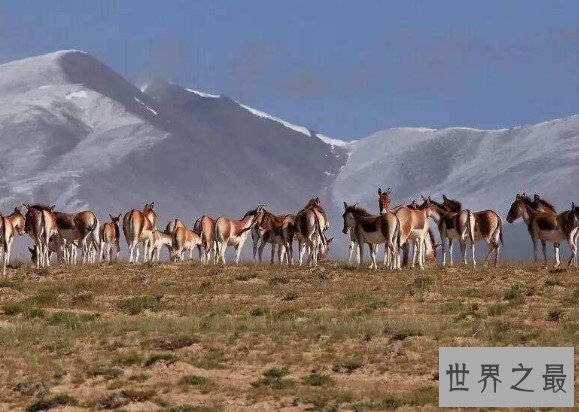 中国受保护面积最大的高原，荒漠生态系统保护区