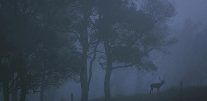 世界尽头: 霍顿平原国家公园