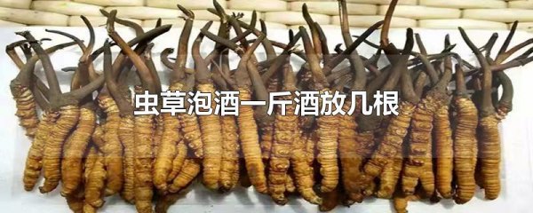 冬虫夏草用酒泡治什么