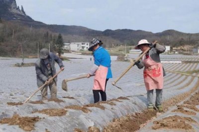 ​金沙烟多少钱(金沙牛多少钱一斤)