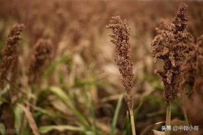 ​古法原浆珍藏酒多少钱一瓶(古法传承原浆珍藏酒价格)