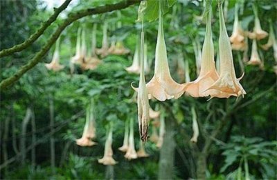 ​花语最恐怖的十大花卉 曼陀罗花第一名 彼岸花暂居第二